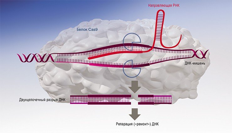 Система редактирования генома CRISPR/Cas9 позволяет исправлять генетические нарушения или вносить желаемые изменения, например, встроить искусственно синтезированый трансген. Основой системы является комплекс из белка Cas9, способного разрезать нить ДНК, и гидовой РНК, которая может распознавать и связываться с определенным участком ДНК-мишени Система редактирования генома CRISPR/Cas9 позволяет исправлять генетические нарушения или вносить желаемые изменения, например, встроить искусственно синтезированый трансген. Основой системы является комплекс из белка Cas9, способного разрезать нить ДНК, и гидовой РНК, которая может распознавать и связываться с определенным участком ДНК-мишени