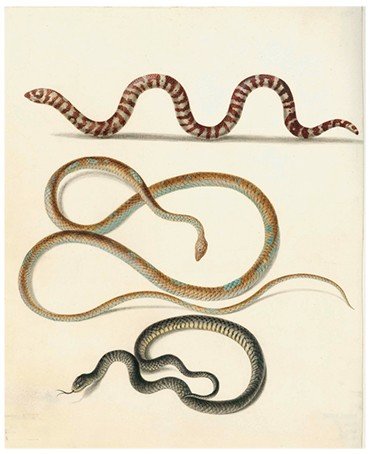 Коралловый аспид (р. Micrurus), мамбы (сем. Boiginae), муссураны (Clelia clelia [?]). 1700–1705 гг. Пергамен, акварель, кроющие краски. СПФ АРАН. Р.IX. Оп.8. Д.66 