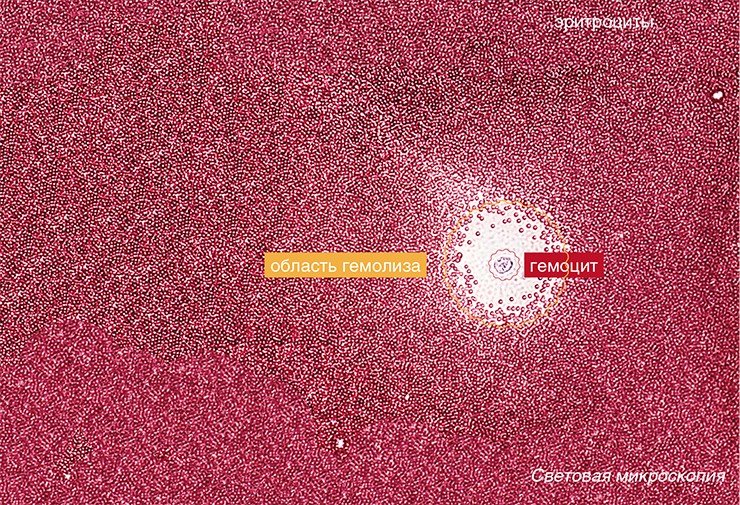 Многие из гемоцитов насекомых синтезируют различные соединения, как правило, белковой природы, которые могут участвовать в различных процессах: от репарации тканей до иммунных реакций и морфогенеза. Этот гемоцит колорадского жука (Leptinotarsa decemlineata) синтезирует уникальный мебраннотропный белок, обладающий гемолитическими свойствами. В эксперименте выделяемое гемоцитом соединение разрушает эритроциты. Подобное явление среди класса насекомых зарегистрировано впервые (Glupov, 1996)