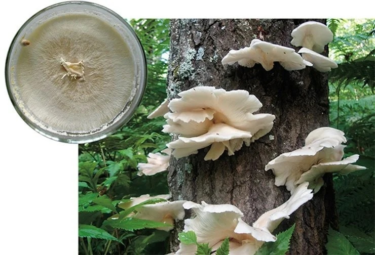 Вешенка легочная (Pleurotus pulmonarius) широко встречается во всей умеренной зоне, обычно с июля по сентябрь. Она селится на отмершей или умирающей древесине лиственных пород; ее заметные крупные «букеты» можно увидеть не только в лесах, но и в парках. Слева – колония гриба в культуре. Фото Т.В. Тепляковой Вешенка легочная (Pleurotus pulmonarius) широко встречается во всей умеренной зоне, обычно с июля по сентябрь. Она селится на отмершей или умирающей древесине лиственных пород; ее заметные крупные «букеты» можно увидеть не только в лесах, но и в парках. Слева – колония гриба в культуре. Фото Т.В. Тепляковой