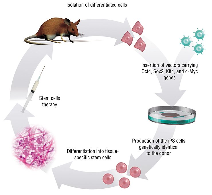This is how differentiated donor cells can be reprogrammed into stem cells for any tissue. This method opens up new vistas for treating various diseases, including hereditary diseases caused by mutations in genes. In the latter case, the genotype is corrected as necessary at the stage of iPS cells before differentiation