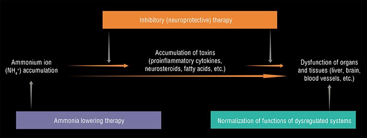 The primary toxic metabolite injuring the liver and causing hepatic encephalopathy is an ammonium ion. The increased concentration of ammonium in cells deregulates several metabolic and signaling systems, which drastically interferes with the brain cognitive and motor functions. The currently used therapy is focused on decreasing ammonium concentration in the body and on inhibiting the processes it induces. However, a combined strategy aimed at decreasing the ammonium content and restoring the functions of deregulated systems may turn out to be more efficient