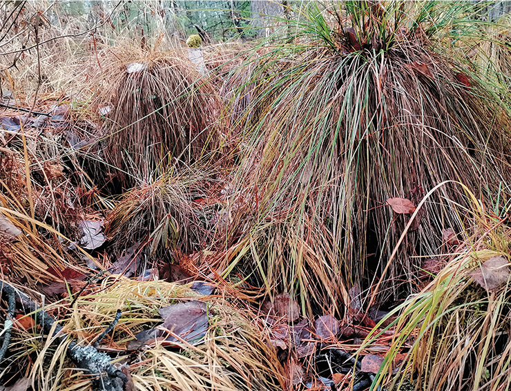 Treed sedge tussock fen is a typical landscape of the area. Photo: T. Chernikova