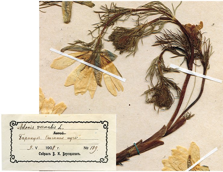 Siberian adonis (Adonis sibirica) is a perennial herbaceous plant of the Ranunculaceae. Adonis species are applied as a strong cardiac; the plant is poisonous