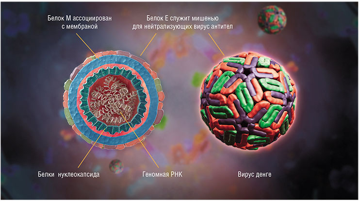 Семейство Flaviviridae состоит из относительно просто устроенных, небольших (размером 40–60 нм) сферических оболочечных вирусов. Геном обычно представлен несегментированной линейной одноцепочечной молекулой РНК, кодирующей один большой «супербелок»-полипротеин, из которого образуется не менее десятка различных функциональных белков, включая белок Е оболочки, структурные белки М и С и белки, образующие вместе с РНК нуклеокапсид. Вверху – структура вируса денге (DENV), возбудителя тропической лихорадки денге, передаваемой комарами. Public Domain/Girish Khera, Scientific Animations Семейство Flaviviridae состоит из относительно просто устроенных, небольших (размером 40–60 нм) сферических оболочечных вирусов. Геном обычно представлен несегментированной линейной одноцепочечной молекулой РНК, кодирующей один большой «супербелок»-полипротеин, из которого образуется не менее десятка различных функциональных белков, включая белок Е оболочки, структурные белки М и С и белки, образующие вместе с РНК нуклеокапсид. Вверху – структура вируса денге (DENV), возбудителя тропической лихорадки денге, передаваемой комарами. Public Domain/Girish Khera, Scientific Animations