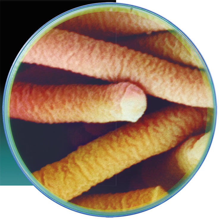 Lactobacillus acidophilus используется для изготовления ацидофилина и других кисломолочных напитков, а также пробиотиков. © CC BY-SA 3.0/ Mogana Das Murtey and Patchamuthu Ramasamy Lactobacillus acidophilus используется для изготовления ацидофилина и других кисломолочных напитков, а также пробиотиков. © CC BY-SA 3.0/ Mogana Das Murtey and Patchamuthu Ramasamy