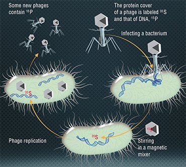 The experiments conducted by the Alfred Hershey and Martha Chase used bacteriophages labeled with sulfur and phosphorus isotopes and proved that DNA carries genetic information