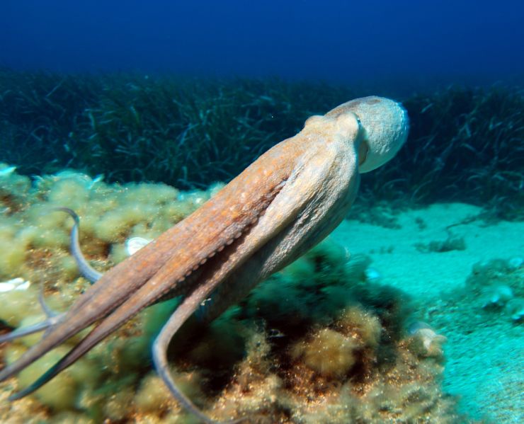 Осьминог обыкновенный (Octopus vulgaris). Источник: https://en.wikipedia.org/wiki/Octopus#/media/File:Octopus3.jpg Octopus3-r--compressor.jpg