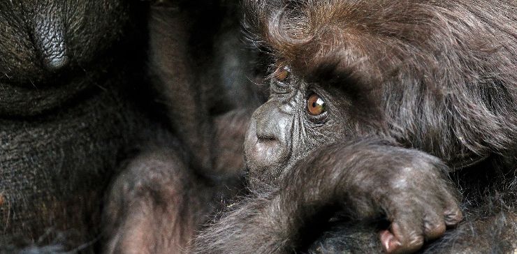 Десятимесячный детеныш горной гориллы (Gorilla beringei beringei) Десятимесячный детеныш горной гориллы (Gorilla beringei beringei)
