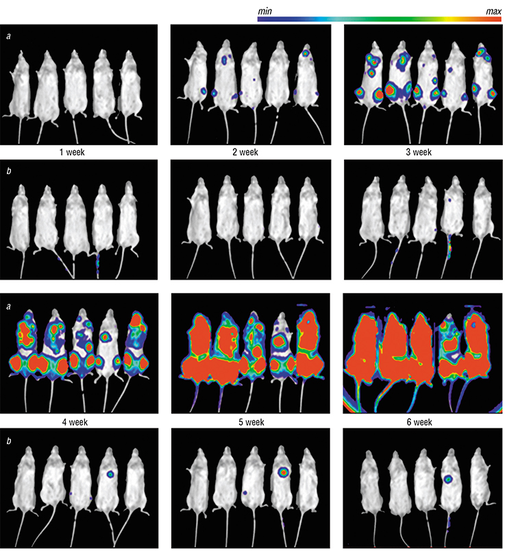 The effect of SNX631, an inhibitor of CDK8/19, was tested in laboratory mice with leukemia (a). Continuous oral administration of the inhibitor in the food virtually suppressed the development of the disease (b), as apparent through bioluminescent visualization (week 1, 2, 3, 4, 5, and 6)