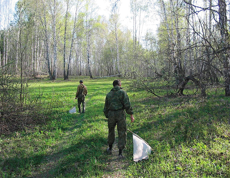 To estimate the population of ixodid ticks, researchers collect them onto standard “flags,” i.e., cuts of white wafer textile 60 x 100 cm. Neighborhoods of Novosibirsk Akademgorodok. Photo by V. Panov