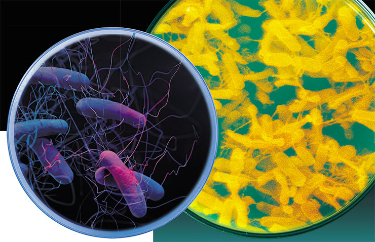 Clostridioides difficile – широко распространенная бактерия, встречающаяся как в окружающей среде, так и в кишечнике здоровых людей. В ряде случаев (при приеме антибиотиков, в пожилом возрасте и т. п.) эта бактерия может вызывать тяжелое заболевание прямой кишки – псевдомембранозный колит. Слева – медицинская иллюстрация. Public Domain.CDC/ Jennifer Oosthuizen. Справа – сканирующая электронная микроскопия. Public Domain. CDC/ Lois S. Wiggs Clostridioides difficile – широко распространенная бактерия, встречающаяся как в окружающей среде, так и в кишечнике здоровых людей. В ряде случаев (при приеме антибиотиков, в пожилом возрасте и т. п.) эта бактерия может вызывать тяжелое заболевание прямой кишки – псевдомембранозный колит. Слева – медицинская иллюстрация. Public Domain.CDC/ Jennifer Oosthuizen. Справа – сканирующая электронная микроскопия. Public Domain. CDC/ Lois S. Wiggs