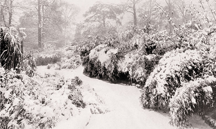 Acclimatization “experiment” in nature: Bamboo Garden, covered with snow, at the Royal Botanic Gardens, Kew (London, United Kingdom). 1870s. Public domain/ Internet Archive Book Images