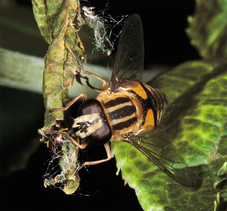 This fly of the genus Helophilus has, in addition to its large compound eyes, three simple accessory ones (ocelli)