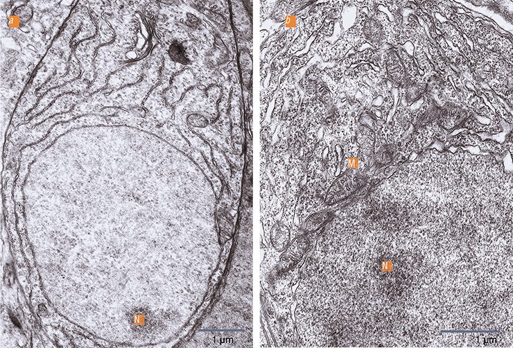 In comparison with (a) the inter-spawn period, (b) in the reproductive phase, the olfactory neurons of the yellowfin sculpin show the activation ofxnuclear-cytoplasmic interactions. The nucleolus (N), where ribosomes are synthesized, is close to the nuclear membrane, which acquires a higher pore density; mitochondria (M) adhere to the nuclear membrane In comparison with (a) the inter-spawn period, (b) in the reproductive phase, the olfactory neurons of the yellowfin sculpin show the activation ofxnuclear-cytoplasmic interactions. The nucleolus (N), where ribosomes are synthesized, is close to the nuclear membrane, which acquires a higher pore density; mitochondria (M) adhere to the nuclear membrane