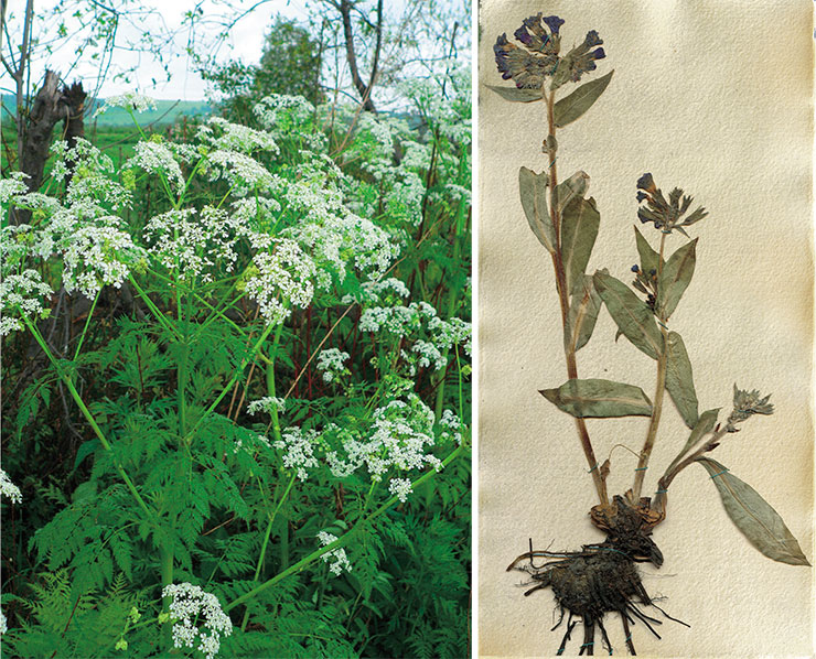 Cow parsley (morkovnik, or “carrot herb”) Anthriscus sylvestris, a plant in the family Apiaceae (Umbelliferae), which grows as tall as 1.5 m (left). Photo by the author. Common lungwort (Pulmonaria officinalis), a plant in the family Boraginaceae, is commonly used in folk medicine for the treatment of respiratory diseases. Herbarium of the Central Siberian Botanical Garden, Siberian Branch, Russian Academy of Sciences (Novosibirsk) Cow parsley (morkovnik, or “carrot herb”) Anthriscus sylvestris, a plant in the family Apiaceae (Umbelliferae), which grows as tall as 1.5 m (left). Photo by the author. Common lungwort (Pulmonaria officinalis), a plant in the family Boraginaceae, is commonly used in folk medicine for the treatment of respiratory diseases. Herbarium of the Central Siberian Botanical Garden, Siberian Branch, Russian Academy of Sciences (Novosibirsk)