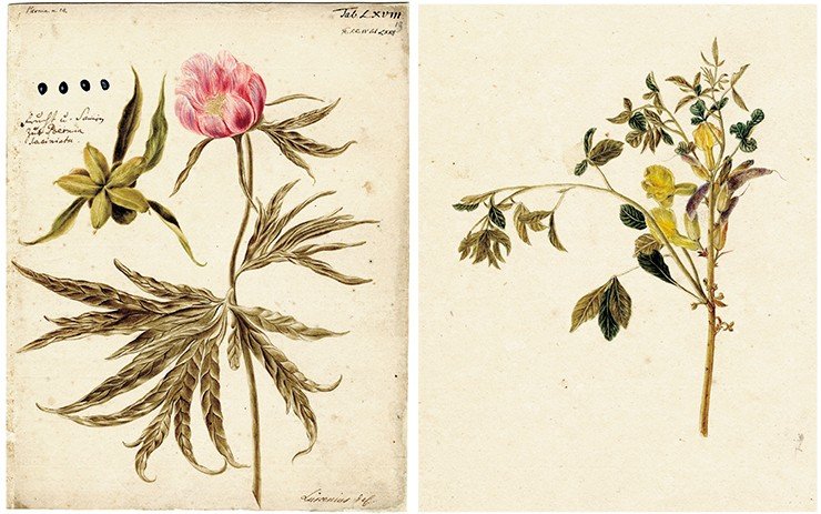 Слева: Paeonia (пион). Рисунок И. В. Люрсениуса к 4-му тому «Flora Sibirica» И. Г. Гмелина (1769). Акварель, карандаш. СПФ АРАН. Р. I. Оп. 105. Д. 22. Л. 19. Справа: Caragana sibirica (карагана сибирская). Рисунок И. Деккера к 4-му тому «Flora Sibirica» И. Г. Гмелина (1769). Акварель, карандаш. СПФ АРАН. Р. I. Оп. 105. Д. 22. Л. 16
