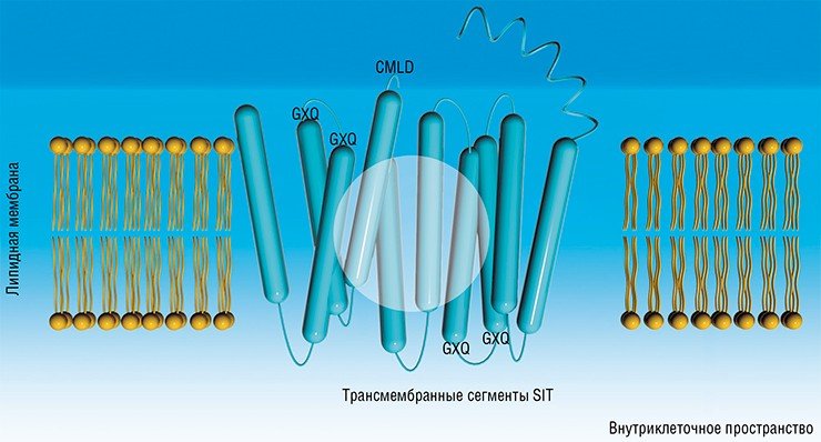 Белки-транспортеры кремния SIT у диатомовых состоят из десяти пронизывающих плазматическую мембрану сегментов, соединенных гидрофильными петлями, и содержат несколько консервативных мотивов CMLD и GXQ. Белки формируют каналы для проведения кремниевой кислоты через непроницаемый для нее липидный слой мембраны. По: (Thamatrakoln et al., 2006)
