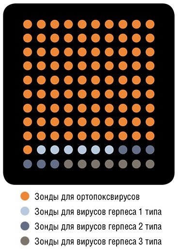 Микрочип для одновременного определения ортопоксвирусов и герпесвирусов содержит споты с различными молекулярными зондами. По: (Синяков, 2007)