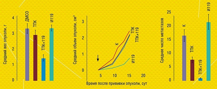 Одно из соединений, проходящее под условным номером 199 (И119), усиливает у мышей с привитой мышиной карциномой Льюиса противоопухолевый и антиметастатический эффект топотекана (ТПК) – одного из производных камптотецина, противоракового ингибитора топоизомеразы 1. Ингибитор 119 на 30—50% уменьшает вес первичной опухоли (слева), причем эффект заметен уже на 2—3 сутки после начала лечения и в дальнейшем нарастает (в центре), а число метастазов в легких уменьшается в 3—5 раз по сравнению с лечением одним топотеканом (справа)