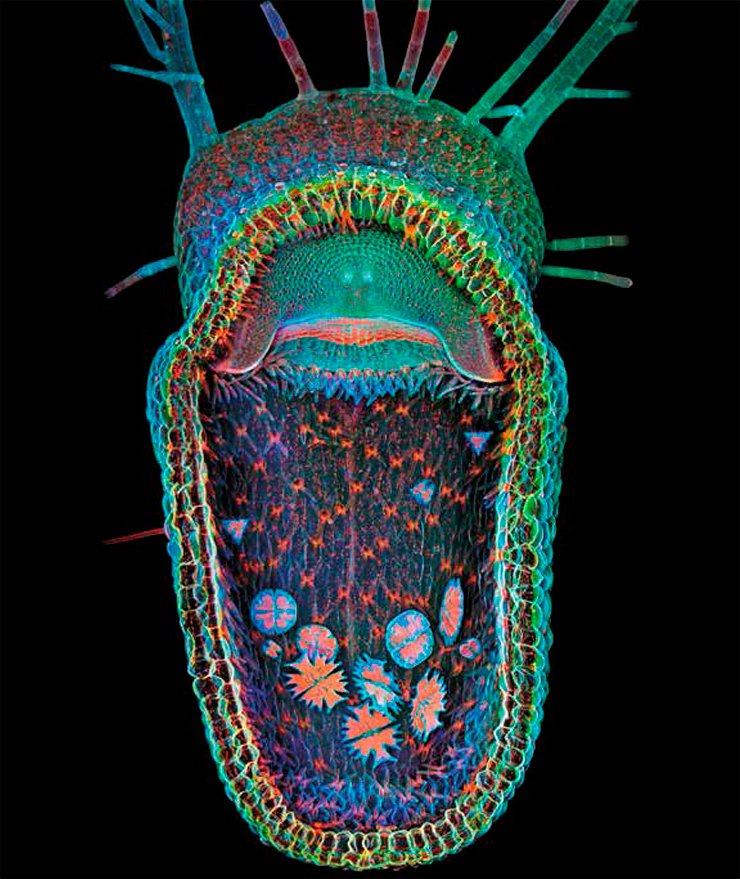 Confocal imaging, 100x. Igor Siwanowicz, HHMI Janelia Farm Research Campus, Ashburn, VA, USA. First Prize, 2013 OlympusBioScapes Digital Imaging Competition®. www.OlympusBioScapes.com Confocal imaging, 100x. Igor Siwanowicz, HHMI Janelia Farm Research Campus, Ashburn, VA, USA. First Prize, 2013 OlympusBioScapes Digital Imaging Competition®. www.OlympusBioScapes.com