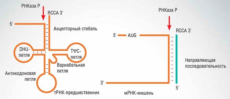 Фермент РНКаза P занимается удалением нуклеотидов с 5’-конца предшественника тРНК, находящихся рядом с 3’-«хвостиком». Однако оказалось, что для ее работы не требуется структура «клеверного листа», в которой обычно представляют тРНК. РНКаза P эффективно расщепляет любую РНК, которая напоминает «стебель» тРНК, т. е. частично двуцепочечную, со свободным одноцепочечным 3’-концом. Фермент расщепляет такие субстраты с 5’-стороны в месте, где кончается двуцепочечная ДНК и начинается одноцепочечный хвост 