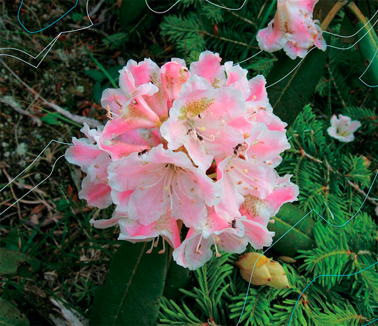 Rhododendron brachycarpum with pink flowers, growing at 1800 m/5900 ft above sea level in the Okuchichibu mountains in Japan. 2007. © CC BY 3.0/Σ64 Rhododendron brachycarpum with pink flowers, growing at 1800 m/5900 ft above sea level in the Okuchichibu mountains in Japan. 2007. © CC BY 3.0/Σ64