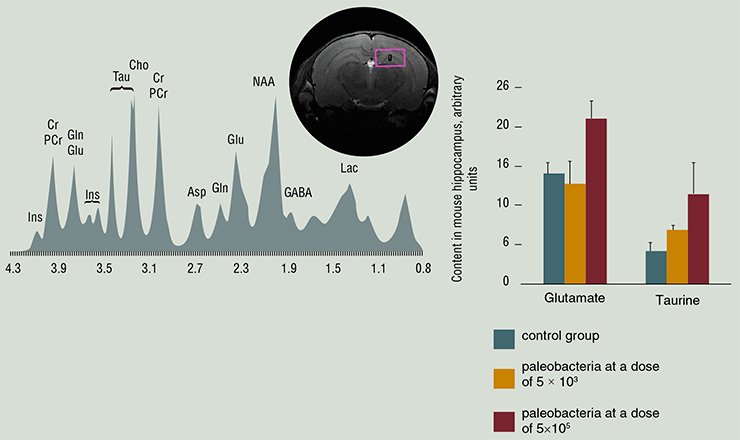 An example of noninvasive metabolomics is an interdisciplinary project performed at the facilities of the shared access center SPF Vivarium; this project focused on metabolic profiles of the brain of the laboratory mice that received different doses of paleobacteria as a potential heteroprotector. Proton NMR spectroscopy identified 14 types of organic molecules in the hippocampus of experimental mice. According to these results, application of paleobacteria retarded development of the metabolomic signs of aging, including a decrease in concentrations of the amino acids glutamate and taurine, characteristic of aging An example of noninvasive metabolomics is an interdisciplinary project performed at the facilities of the shared access center SPF Vivarium; this project focused on metabolic profiles of the brain of the laboratory mice that received different doses of paleobacteria as a potential heteroprotector. Proton NMR spectroscopy identified 14 types of organic molecules in the hippocampus of experimental mice. According to these results, application of paleobacteria retarded development of the metabolomic signs of aging, including a decrease in concentrations of the amino acids glutamate and taurine, characteristic of aging