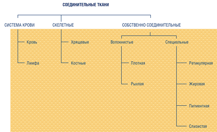 Несмотря на разнообразие, все соединительные ткани ведут свое происхождение из мезенхимы – эмбриональной соединительной ткани. Все они состоят из клеток и промежуточного вещества, при этом соотношение клеточного состава и степень подвижности клеток, консистенция, состав и организация промежуточного вещества могут различаться в зависимости от функций Несмотря на разнообразие, все соединительные ткани ведут свое происхождение из мезенхимы – эмбриональной соединительной ткани. Все они состоят из клеток и промежуточного вещества, при этом соотношение клеточного состава и степень подвижности клеток, консистенция, состав и организация промежуточного вещества могут различаться в зависимости от функций