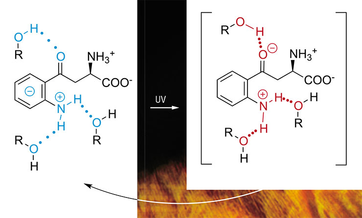The high sensitivity of light-excited kynurenine to intermolecular hydrogen bonds is due to its structure, i.e., the presence of amino and carbonyl groups in the aromatic system. Donor-acceptor interactions between these groups lead to the charge transfer from the nitrogen of the amino group to the oxygen of the carbonyl group in the excited molecule. As a result, in the excited state of kynurenine, the oxygen possesses an additional negative charge and the amino group acquires a positive one, as compared to the ground state. In the presence of strong intermolecular hydrogen bonds between kynurenine and solvent molecules, such a redistribution of the charge leads to a fast and efficient transformation of the energy of an electronic excitation quantum into the vibrational energy of solvent molecules