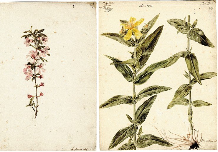 Слева: Rubus (малина, малинник). Рисунок И. В. Люрсениуса. Акварель, карандаш. СПФ АРАН. Р. I. Оп. 105. Д. 22. Л. 67. Справа: Hypericum asciron (зверобой большой). Рисунок И. Х. Беркхана к 4-му тому «Flora Sibirica» И. Г. Гмелина (1769). Акварель, карандаш. СПФ АРАН. Р. I. Оп. 105. Д. 22. Л. 23