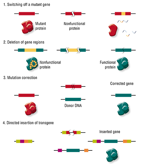 CRISPR/Cas can be used for a variety of purposes. It can simply “break” a gene coding a toxic protein by inserting a “nonfunctional” mutation (1) or “fix” it by removing the mutant region (2), as demonstrated on a mouse model of Duchenne muscular dystrophy (Tabebordbar et al., 2016). A mutation can be corrected by replacing a region in the gene with an artificially synthesized fragment (3). Finally, an additional “healthy” transgene can be inserted specifically into a safe region of the genome, if the original gene is “broken” or not functioning properly (4). Based on: (Cox et al., 2015)