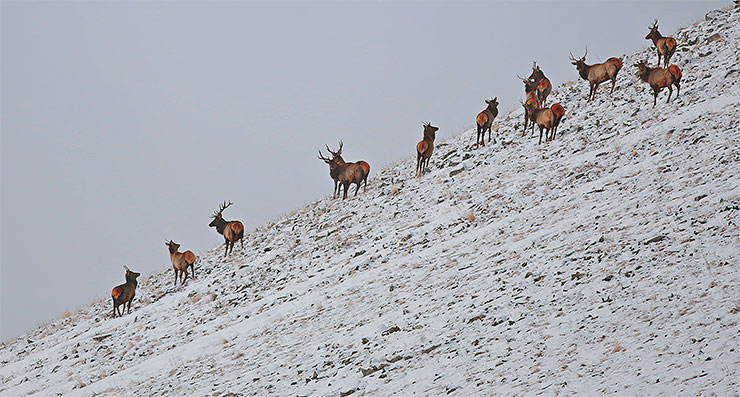 Изюбр (Cervus elaphus xanthopygus), подвид благородного оленя, во время зимовки на склоне Байкальского хребта. Этого типичного обитателя заповедника можно встретить практически на всей его территории. Байкало-Ленский заповедник. Фото П. Жовтюка
