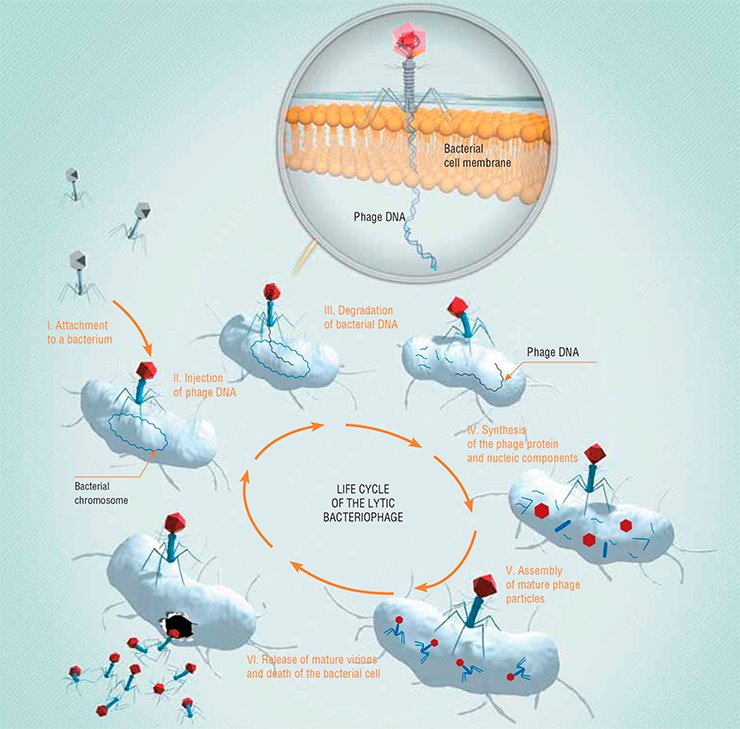 Unlike the temperate bacteriophages, lytic phages kill the bacterial cell immediately on its infection Unlike the temperate bacteriophages, lytic phages kill the bacterial cell immediately on its infection