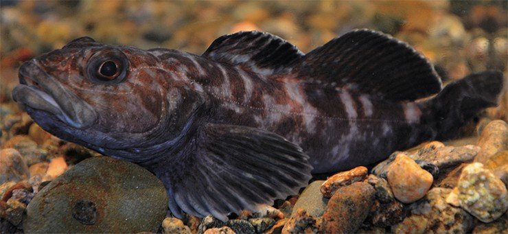 Большая широколобка (Procottus major Taliev, 1949) Большая широколобка (Procottus major Taliev, 1949)