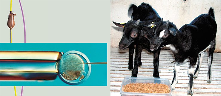 Two transgenic kids of opposite sexes carrying the human G-CSF gene—Camilla and Augustine (right), born in March 2008. The very moment of microinjection of recombinant DNA into the male pronucleus of goat zygote (left) Two transgenic kids of opposite sexes carrying the human G-CSF gene—Camilla and Augustine (right), born in March 2008. The very moment of microinjection of recombinant DNA into the male pronucleus of goat zygote (left)