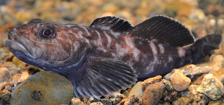 Baikal sculpin of the species Procottus major, Taliev, 1949 Baikal sculpin of the species Procottus major, Taliev, 1949
