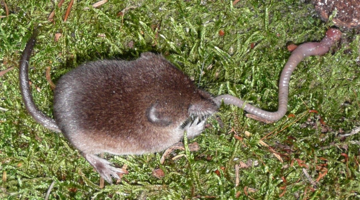 Трапеза обыкновенной бурозубки (Sorex araneus). Землеройки настолько прожорливы, что могут за день съесть пищи вдвое больше своего веса. © CC BY-SA 3.0/Soricida 