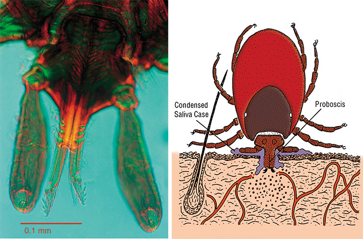 Ixodid tick attaches to its victim by means of saliva, which, when solidified, acquires cement-like qualities. Above: an adult female ixodid tick feeding on a horse. Adapted from: (Estrada-Pena et al., 2017). Left: the head of a castor-bean tick (Ixodes ricinus) of the family Ixodidae. Light microscopy. © Doc. RNDr. Josef Reischig, CSc. Ixodid tick attaches to its victim by means of saliva, which, when solidified, acquires cement-like qualities. Above: an adult female ixodid tick feeding on a horse. Adapted from: (Estrada-Pena et al., 2017). Left: the head of a castor-bean tick (Ixodes ricinus) of the family Ixodidae. Light microscopy. © Doc. RNDr. Josef Reischig, CSc.