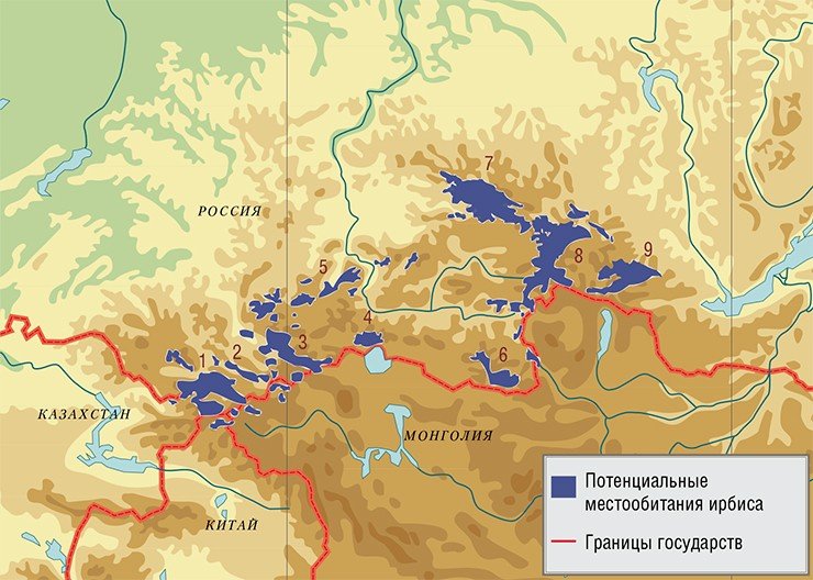 Исследователи выделяют девять относительно изолированных группировок снежного барса в России (они обозначены на карте цифрами и синим цветом): 1 – Аргутская, 2 – Курайская, 3 – Шапшальска, 4 – Танну-Ольская, 5 – Западно-Саянская, 6– Сангиленская, 7 – Восточно-Саянская, 8 – Окинская, 9 – Тункинская. По: (Поярков, Лукаревский, Субботин и др., 2002)