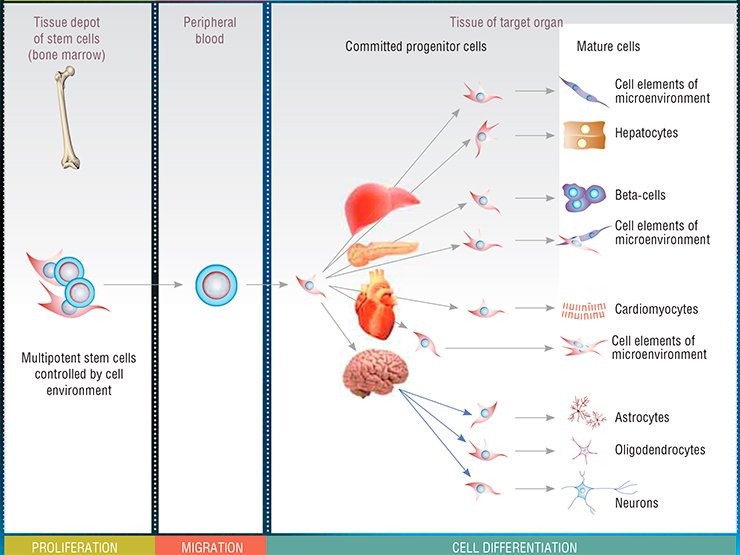 The depot of multipotent stem cells is ted in the bone marrow and is controlled by the cell environment. The granulocyte colony-stimulating factor and enzyme hyaluronidase can stimulate these cells, inducing their proliferation and migration to the blood to eventually reach their target organs, such as the liver, pancreas, heart, and brain. In the target organs, multipotent stem cells are differentiated into progenitor cells and, finally, into mature specialized cells