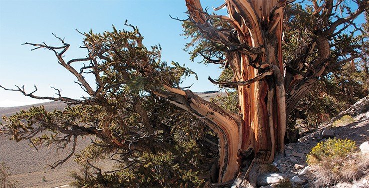 Дерево-долгожитель сосна остистая межгорная (Pinus longaeva) при продолжительности жизни в несколько тысячелетий также имеет относительно короткие теломеры – 13 тыс. пар нуклеотидов. © Creative Commons Дерево-долгожитель сосна остистая межгорная (Pinus longaeva) при продолжительности жизни в несколько тысячелетий также имеет относительно короткие теломеры – 13 тыс. пар нуклеотидов. © Creative Commons