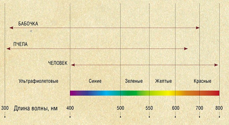 Наиболее интенсивно на Землю падают лучи в диапазоне 300—900 нм с пиком около 500 нм. Это, по-видимому, и определило ширину спектра восприятия у многих животных, в цчастности, у человека (400—800 нм). У других животных могут происходить смещение или расширение как воспринимаемого спектра в целом, так и излучения определенных длин волн (цветовое зрение). Внизу – спектры чувствительности фоторецепторов разных организмов