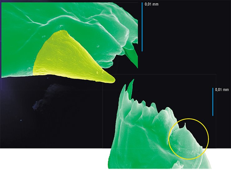 Mandibular tooth of E. baicalensis; the yellow color indicates the silicon crown (top). Cutting edge of the mandible of E. baicalensis; the circle symbol shows a tooth with a broken silicon crown (bottom) Mandibular tooth of E. baicalensis; the yellow color indicates the silicon crown (top). Cutting edge of the mandible of E. baicalensis; the circle symbol shows a tooth with a broken silicon crown (bottom)