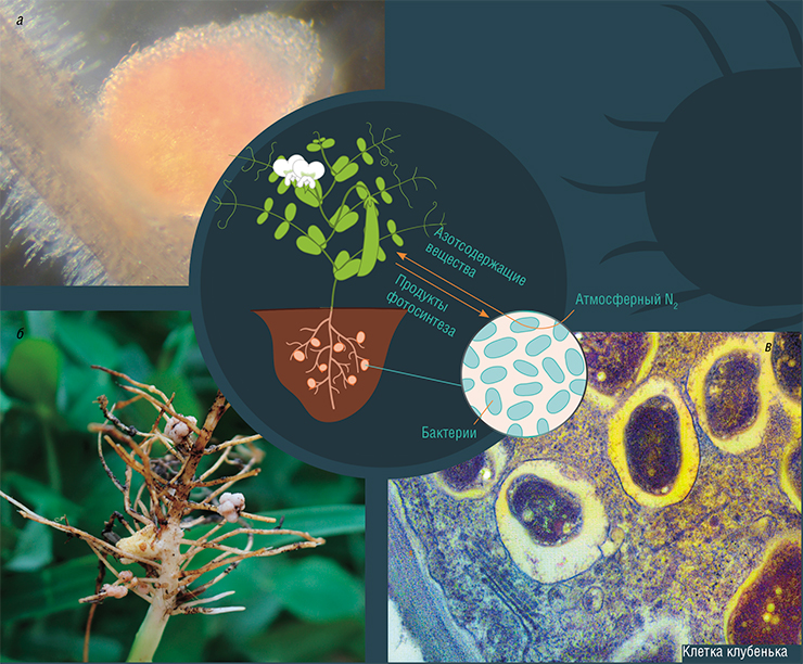 Клубеньковые бактерии порядка Rhizobiales, обитающие в корнях бобовых растений, связывают атмосферный азот и производят органические азотсодержащие вещества. © CC BY-SA 4.0. /Nefronus. а – корневой клубенек люцерны. © CC BY 3.0/Ninjatacoshell; б – корневые клубеньки на корнях клевера. © CC BY 2.0/ Foxy Tigre; в – срез корневого клубенька культурной сои. Ее симбионтом является ризобия Bradyrhyzobium japonicum. Public Domain/Louisa Howard