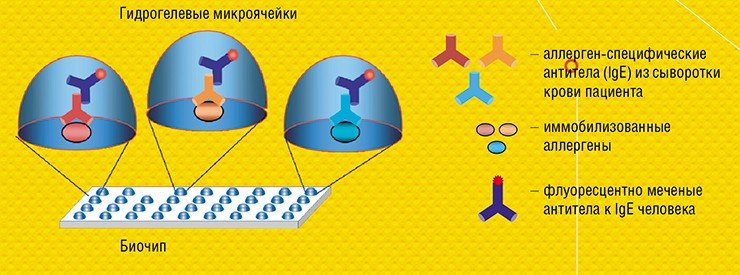В ячейках «АЛЛЕРГО-БИОЧИП» в качестве молекулярных зондов иммобилизованы экстракты 60 аллергенов, наиболее часто встречающихся в европейской части РФ. При проведении анализа сыворотку крови наносят на биочип и инкубируют, в результате чего образуются специфические комплексы антител с аллергенами. Для визуализации биочип обрабатывают вторичными флуоресцентно мечеными антителами, специфичными к антителам человека, а затем проводят регистрацию и обсчет сигналов от каждой ячейки и определяют концентрации комплексов с IgE по калибровочным кривым В ячейках «АЛЛЕРГО-БИОЧИП» в качестве молекулярных зондов иммобилизованы экстракты 60 аллергенов, наиболее часто встречающихся в европейской части РФ. При проведении анализа сыворотку крови наносят на биочип и инкубируют, в результате чего образуются специфические комплексы антител с аллергенами. Для визуализации биочип обрабатывают вторичными флуоресцентно мечеными антителами, специфичными к антителам человека, а затем проводят регистрацию и обсчет сигналов от каждой ячейки и определяют концентрации комплексов с IgE по калибровочным кривым