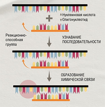 Направленная химическая модификация нуклеиновой кислоты реакционноспособным производным олигонуклеотида