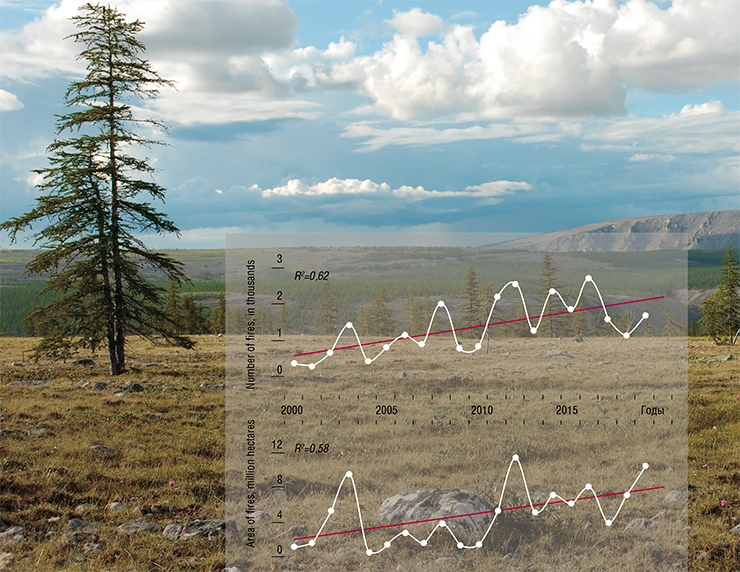 The 21st century sees an increase in the frequency and area of forest fires in Siberia, which is associated with warming and aridization in this region. Adapted from satellite images, Terra/MODIS. Foto: Larch regeneration in the Far North The 21st century sees an increase in the frequency and area of forest fires in Siberia, which is associated with warming and aridization in this region. Adapted from satellite images, Terra/MODIS. Foto: Larch regeneration in the Far North
