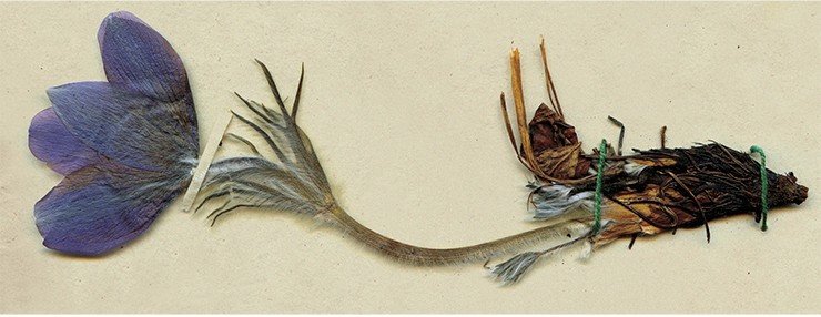 Прострел (Pulsatilla vulgaris или Anemone pulsatilla) – многолетнее травянистое растение из семейства лютиковых. Один из красивейших весенних первоцветов