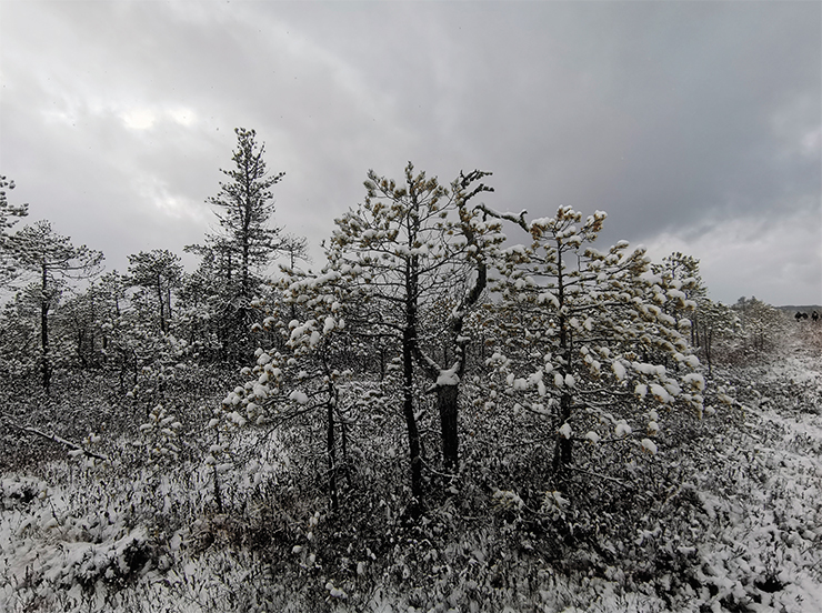 На болотах сосна обыкновенная (Pinus sylvestris) может принимать необычные жизненные формы. Эти деревья на верховом болоте имеют форму willkomii, названную в честь немецкого ботаника-географа Г.-М. Вилькома. Они низкорослы, растут очень медленно, форма кроны варьирует от округлой до зонтиковидной. Причина – очень суровые условия произрастания. На болотах почвенным субстратом является торф, где большинство элементов, необходимых для питания растений, находится в связанном состоянии, а верховые болота отличаются бедностью минерального состава. Появлению именно такой формы способствует высокая обводненность, из-за которой кислород к корням почти не поступает. Фото Т. Черниковой